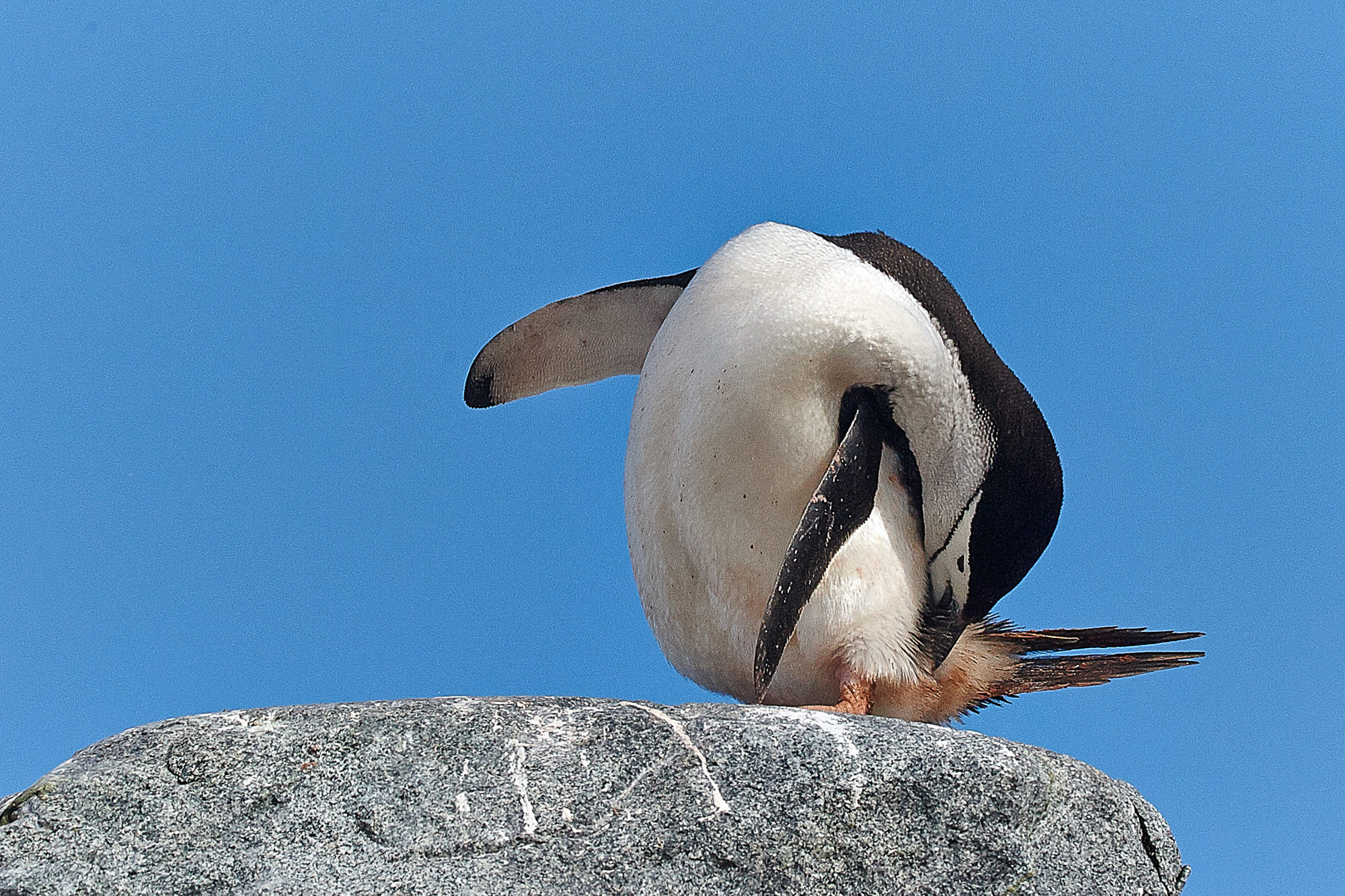 Zügelpinguin